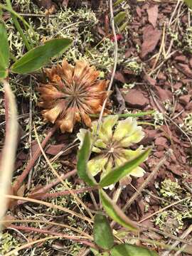 Image de Trifolium virginicum Small & Vail