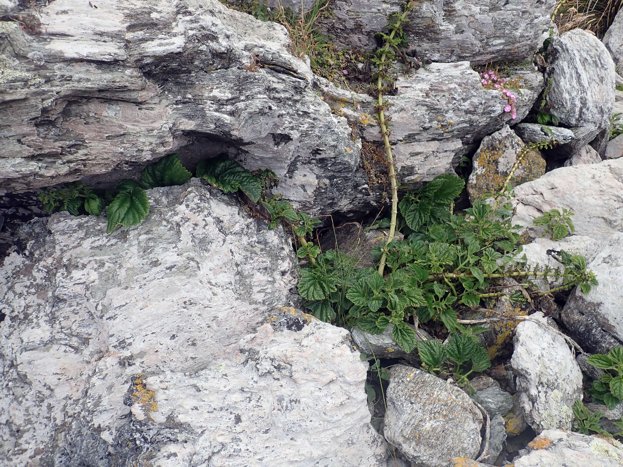 Sivun Urtica australis Hook. fil. kuva