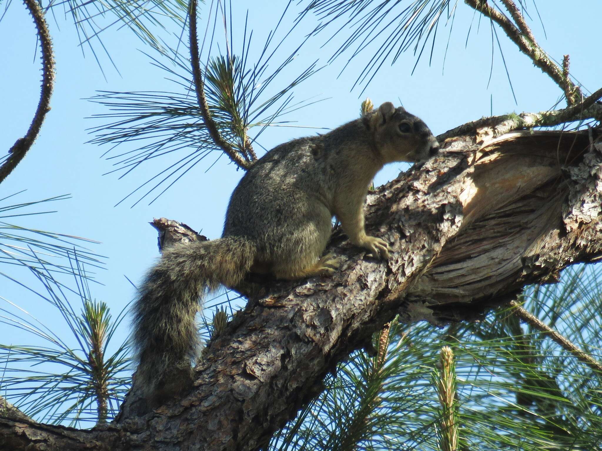 Image of Sherman's fox squirrel