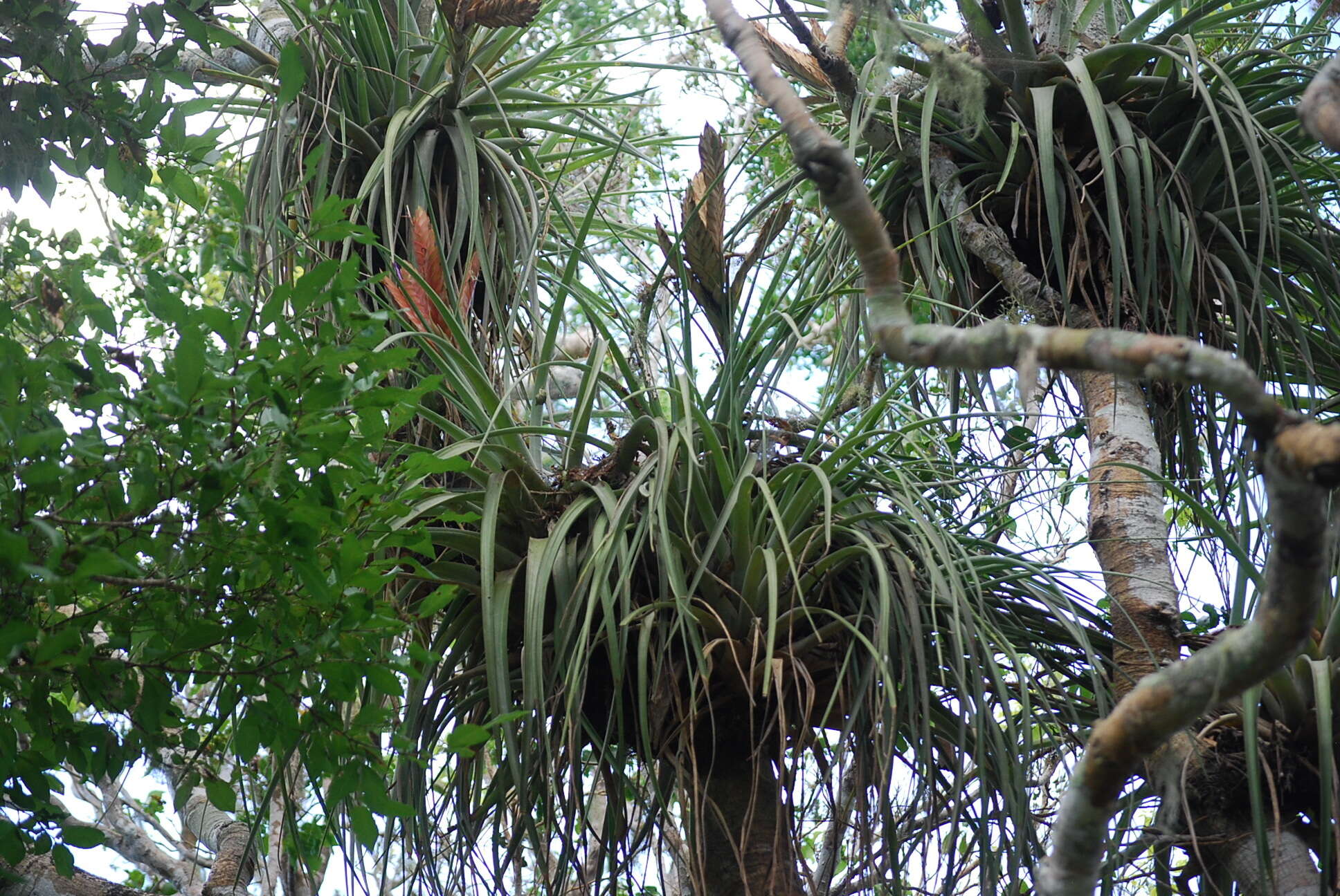 Image of Cardinal Air Plant