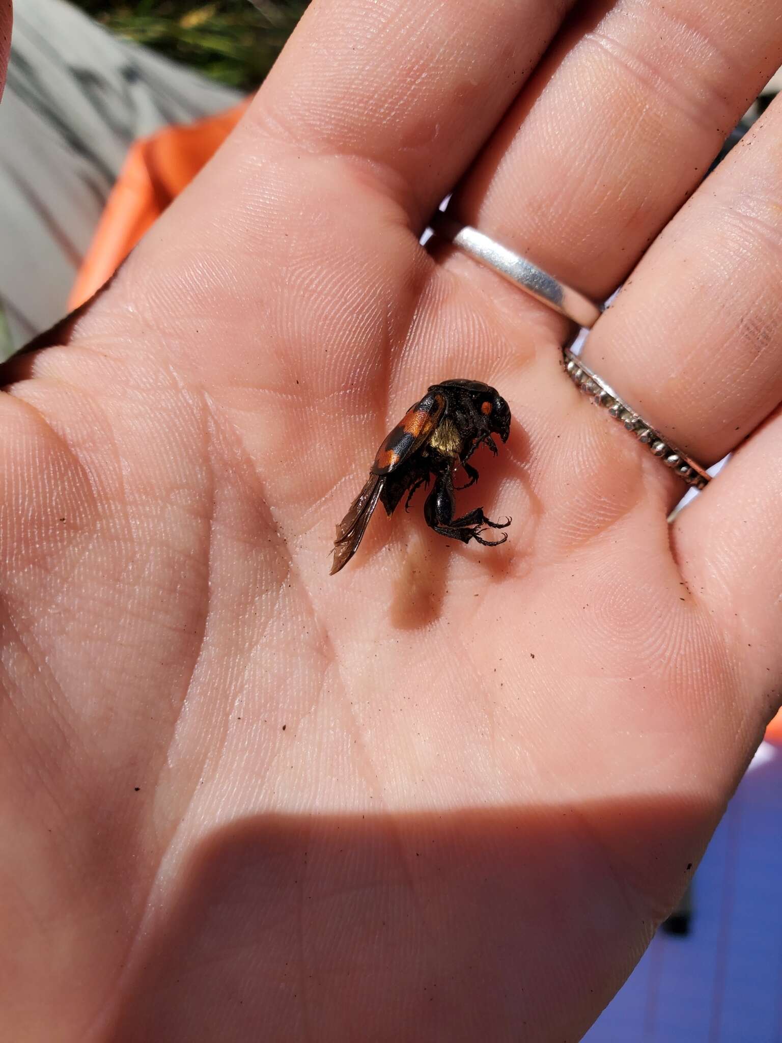 Image of Nicrophorus (Nicrophorus) guttula (Motschulsky 1845)