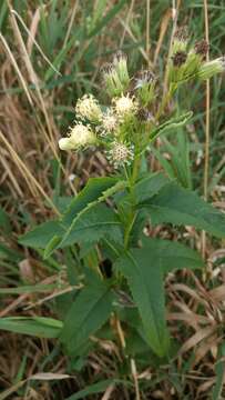 Image of false Indian plantain