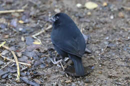 Image of St Lucia Black Finch