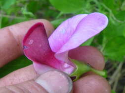 Image of Everlasting-Pea