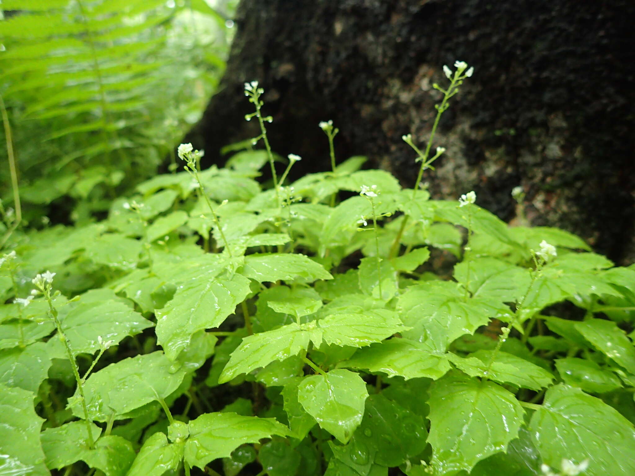 Image of small enchanter's nightshade