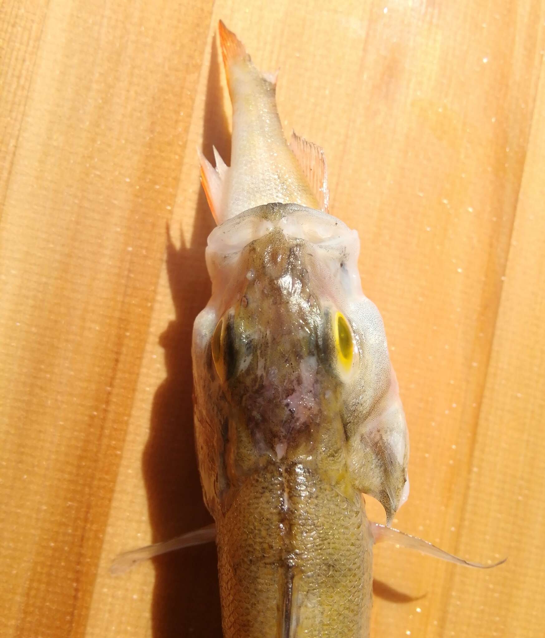 Image of Perch