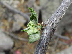 Image of Bursera cuneata (Schltdl.) Engl.