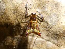 Image of Micrathena triangularis (C. L. Koch 1836)