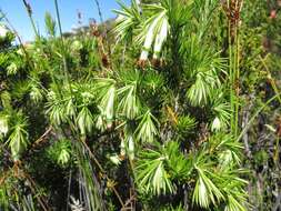 Image of Erica banksia subsp. comptonii (Salter) E. G. H. Oliv. & I. M. Oliv.