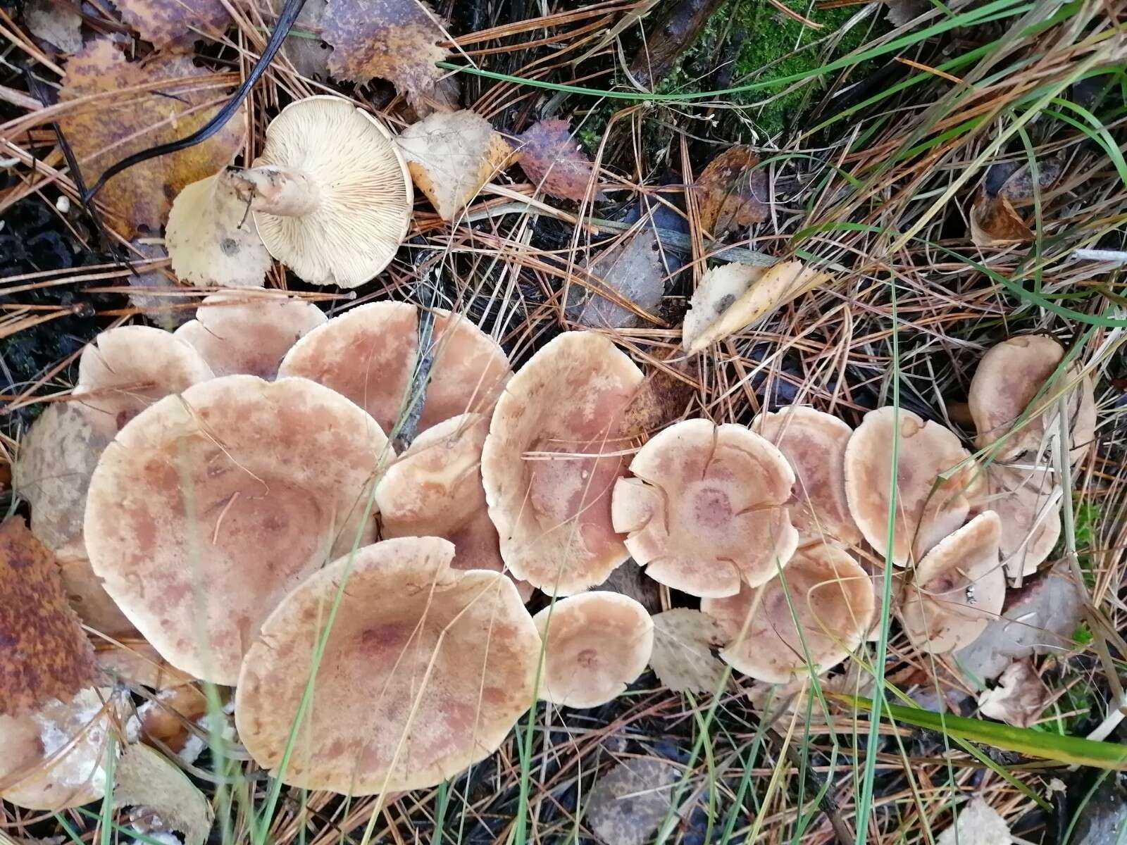 Image of Fenugreek milkcap