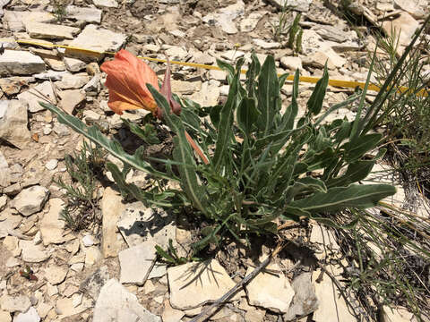 Oenothera howardii (A. Nels.) W. L. Wagner resmi