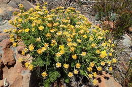 Euryops rupestris Schltr. resmi