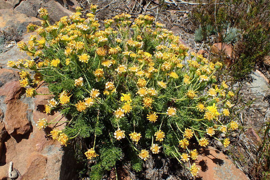 Euryops rupestris Schltr. resmi