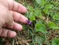 Слика од Viola langsdorfii subsp. sachalinensis W. Becker