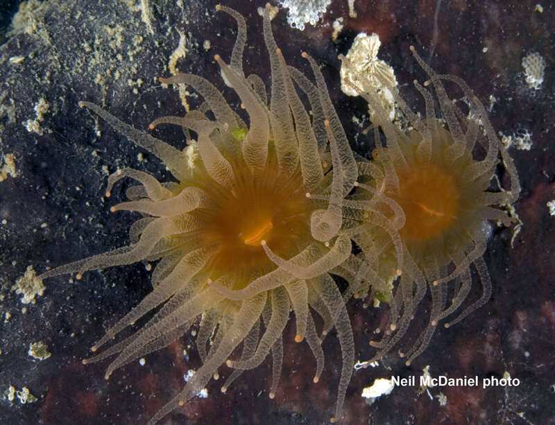 Image of Alaska stony coral