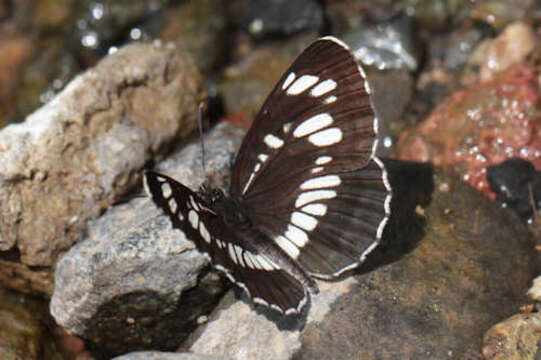 Image of Neptis rivularis ludmilla Nordmann 1851