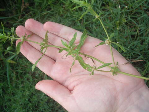 Imagem de Alternanthera denticulata R. Br.