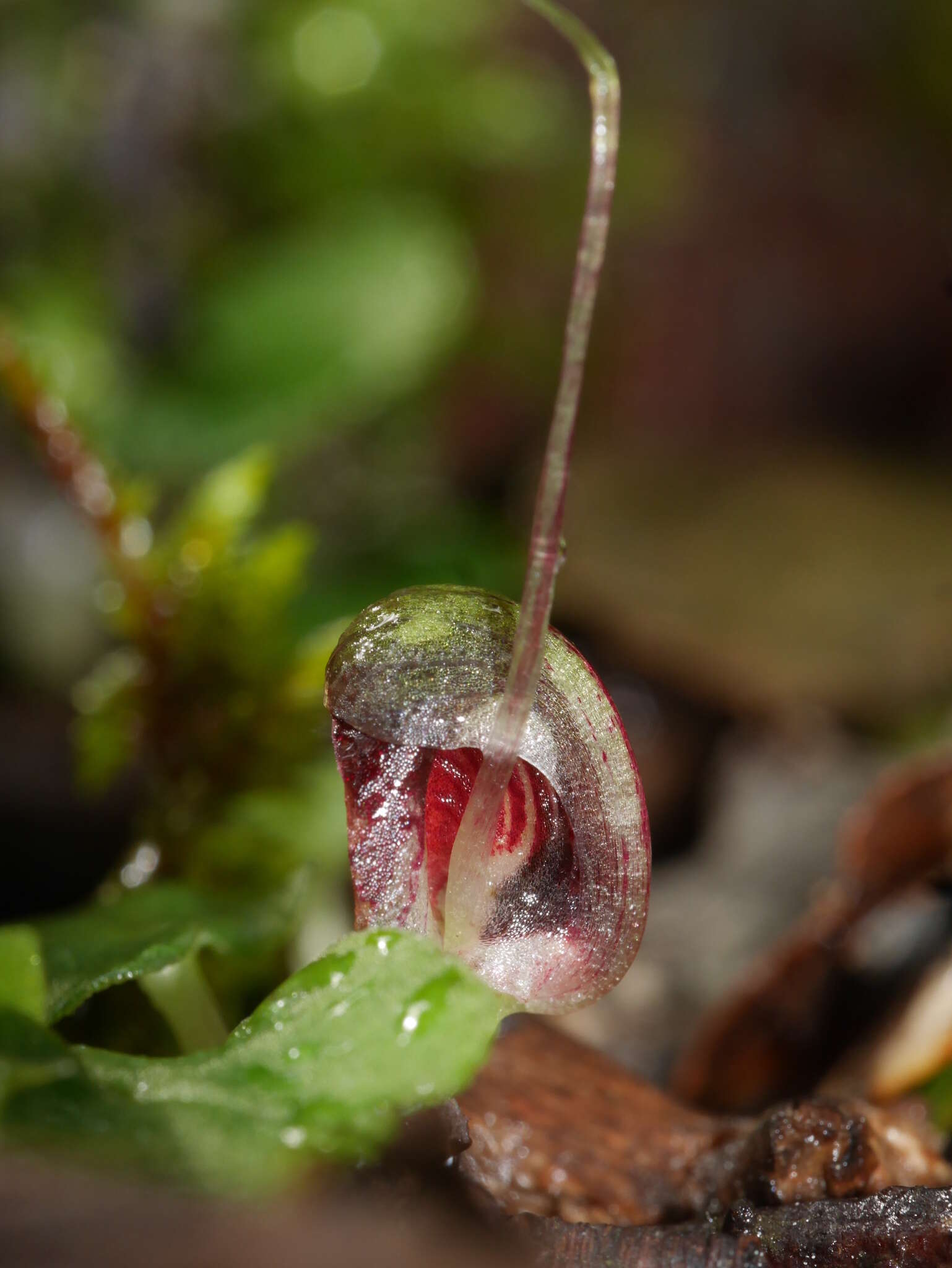 Image of Corybas vitreus Lehnebach