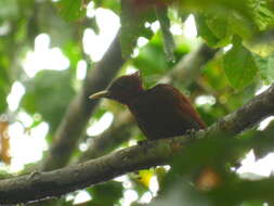 Image of Chestnut Woodpecker