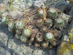 Image of Mammillaria scrippsiana (Britton & Rose) Orcutt