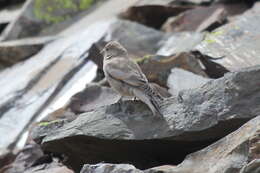 Image of Black-headed Mountain-Finch