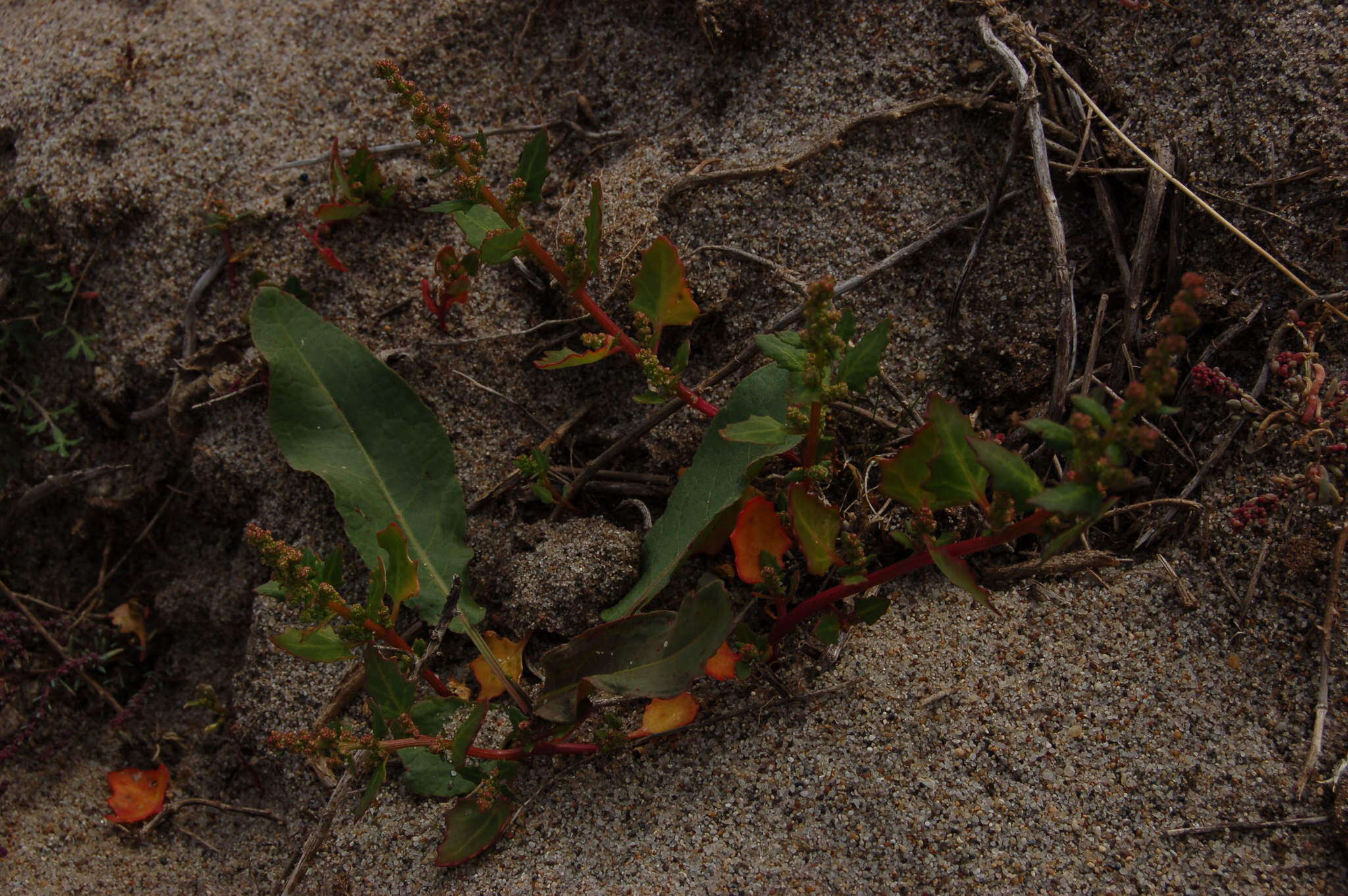 Слика од Oxybasis glauca (L.) S. Fuentes, Uotila & Borsch