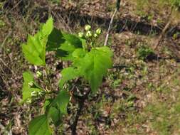 Imagem de Crataegus pruinosa var. gattingeri (Ashe) Lance