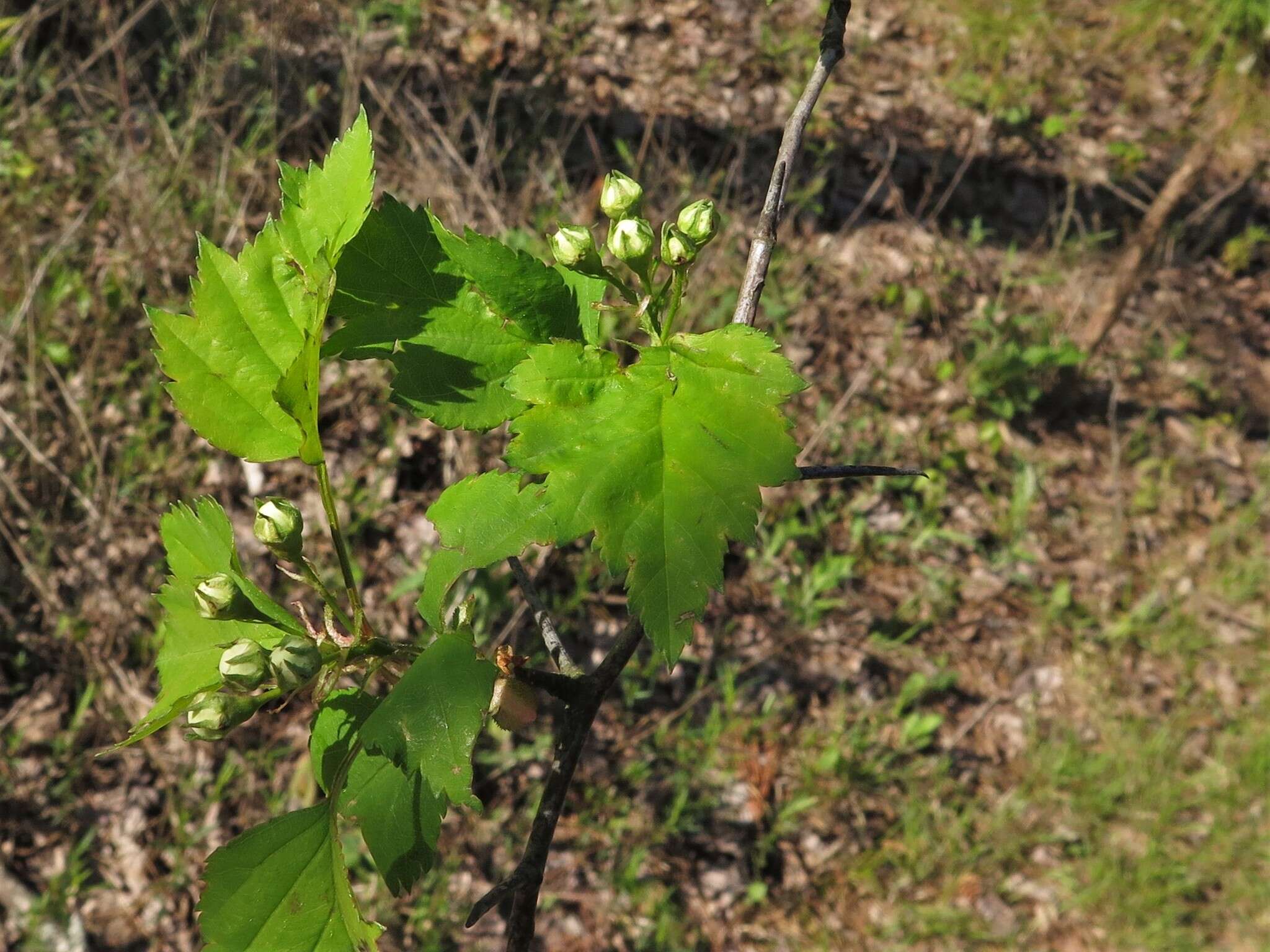 Слика од Crataegus pruinosa var. gattingeri (Ashe) Lance