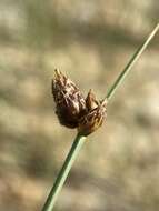 Image of Nevada Bulrush