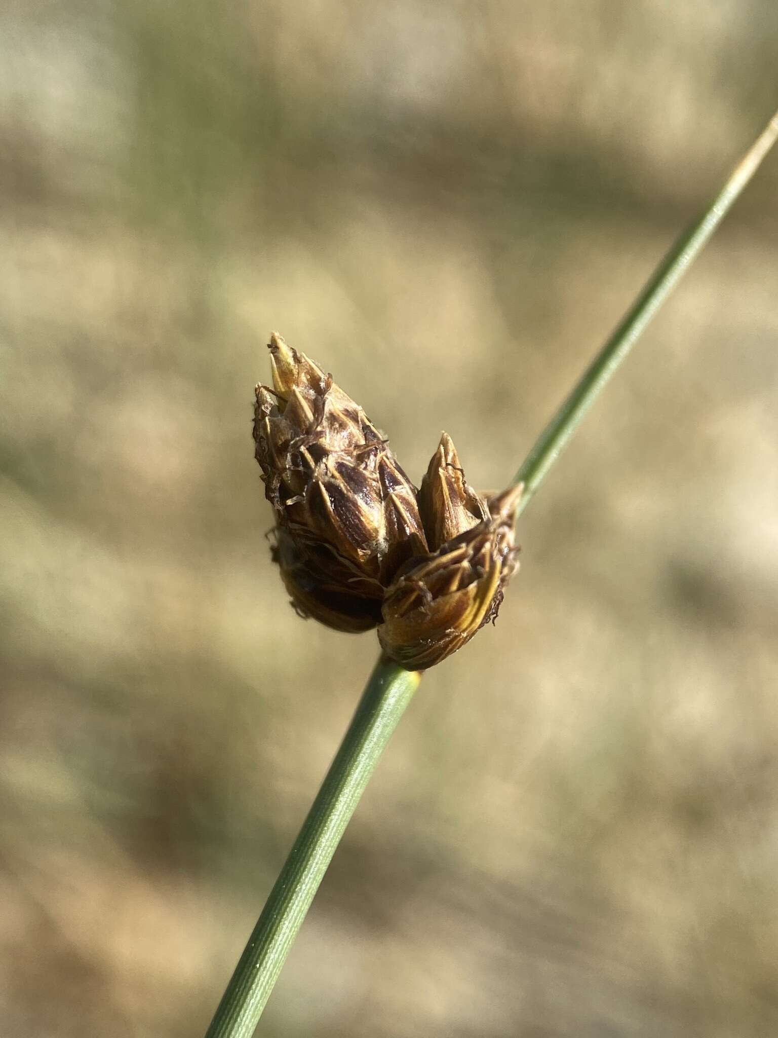 صورة Amphiscirpus nevadensis (S. Watson) Oteng-Yeb.