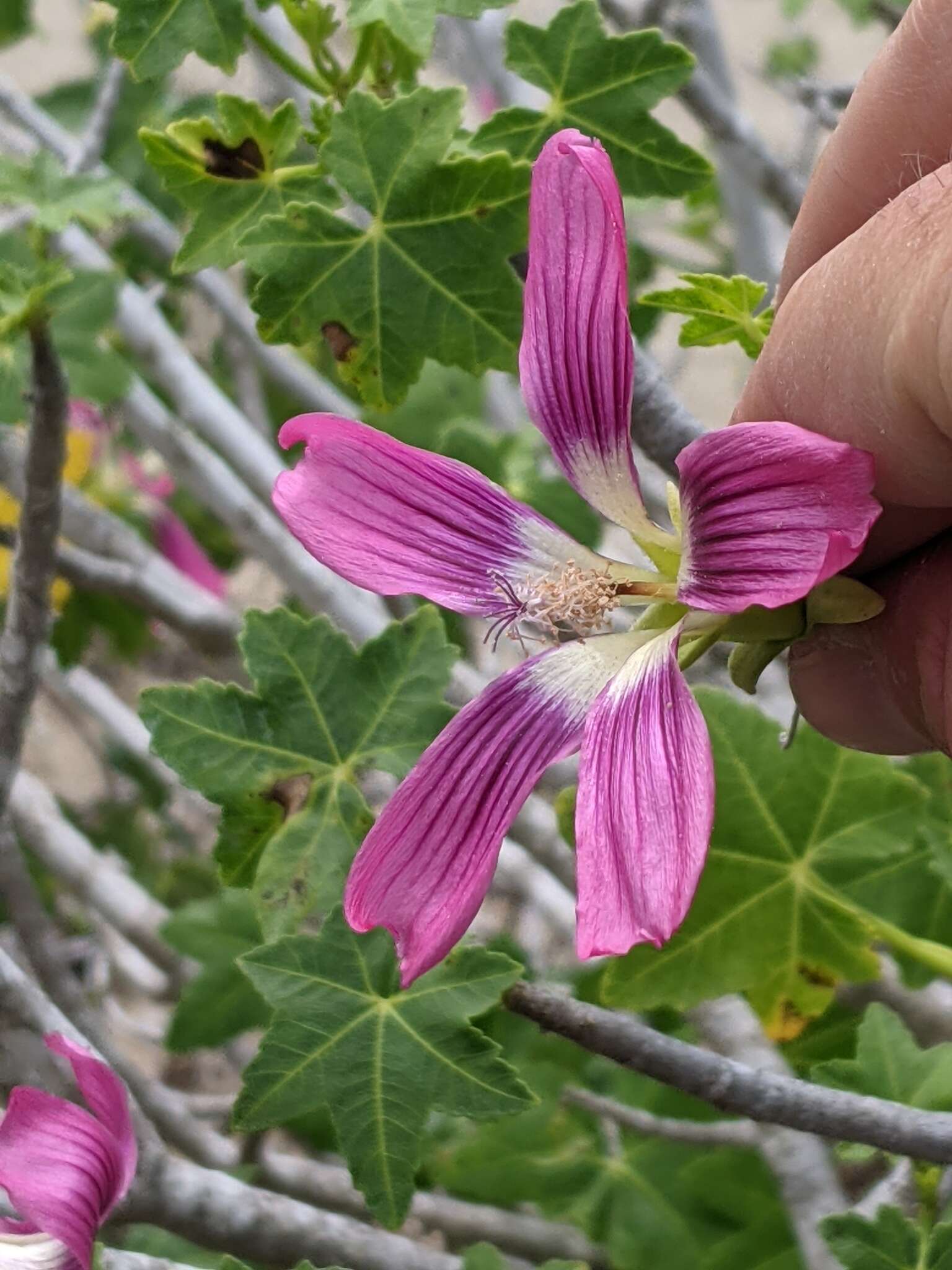 Imagem de <i>Malva assurgentiflora</i> subsp. <i>glabra</i> (Philbrick) M. F. Ray