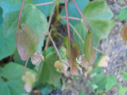 Image of Begonia palmeri S. Watson