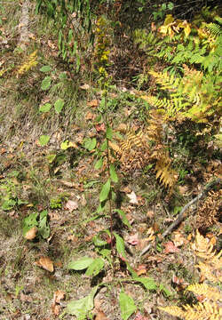 Image of stout goldenrod