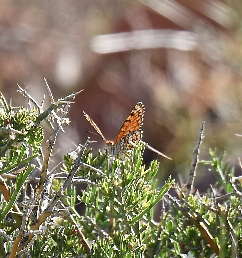 Image of Sagebrush Checkerspot