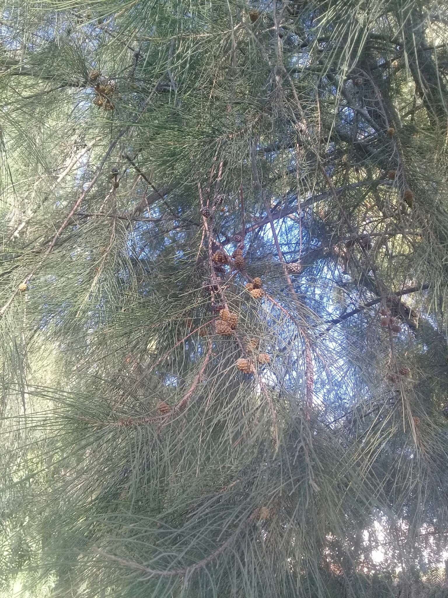 Image of beach sheoak