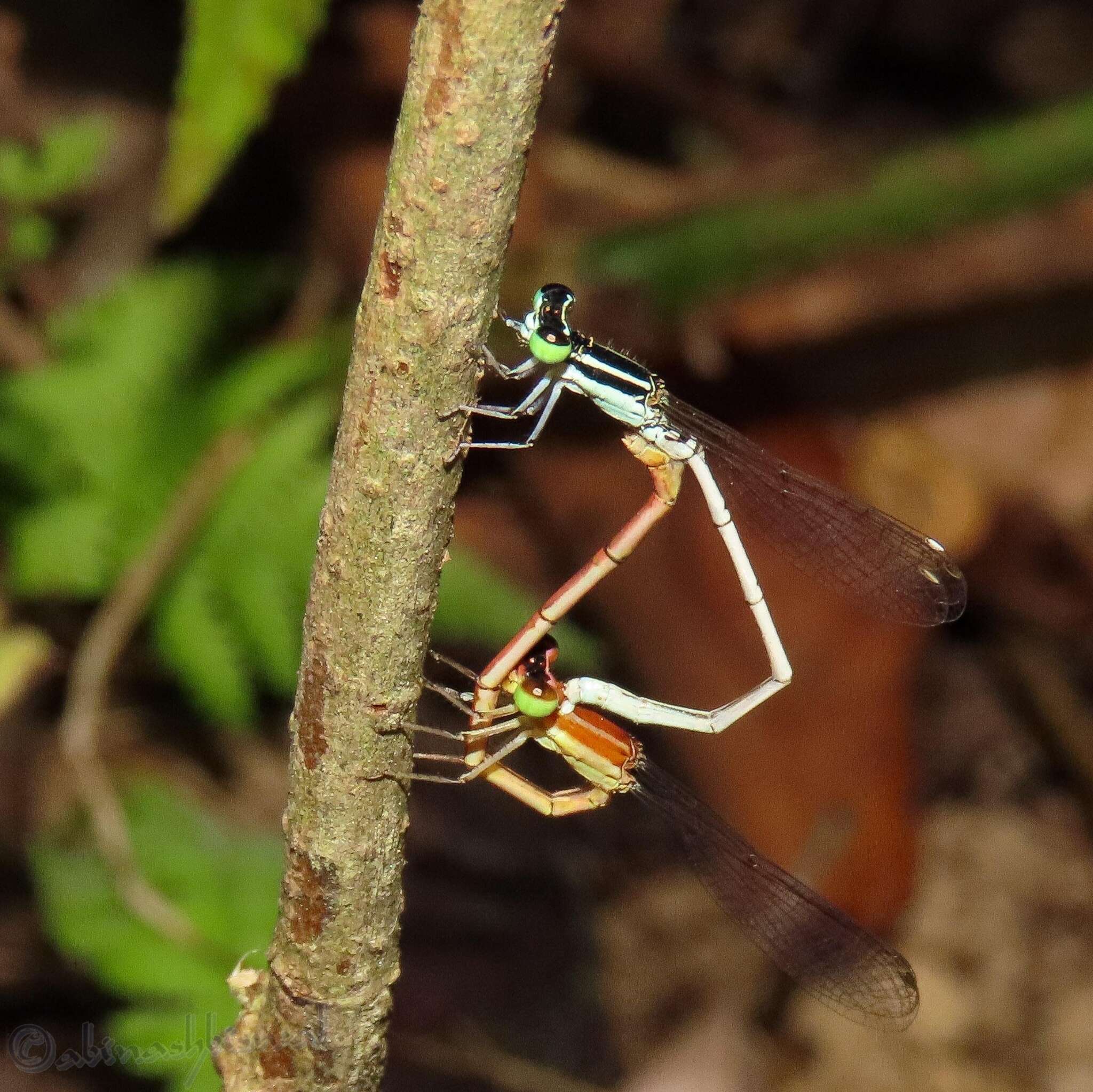 Imagem de Agriocnemis lacteola Selys 1877