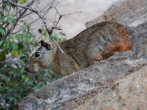 Image of Rock Cavies