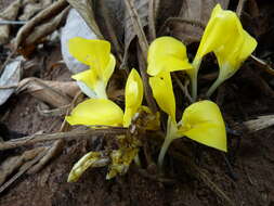 Plancia ëd Goeppertia sciuroides (Petersen) Borchs. & S. Suárez