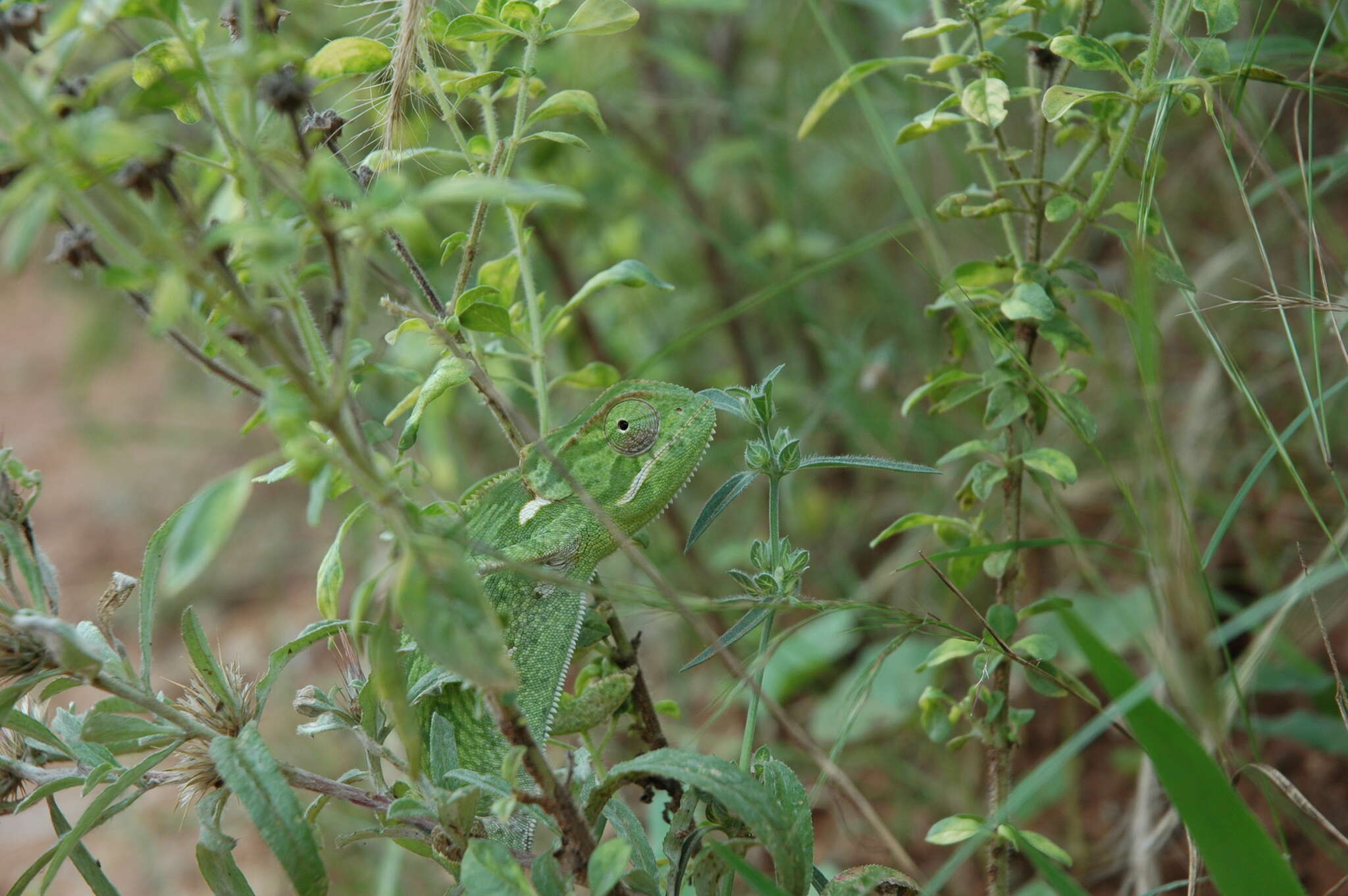 Image of Common African Flap-necked Chameleon