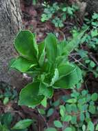 Amorphophallus brevispathus Gagnep. resmi