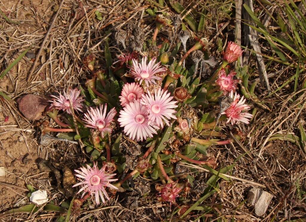 Acrodon bellidiflorus (L.) N. E. Br. resmi