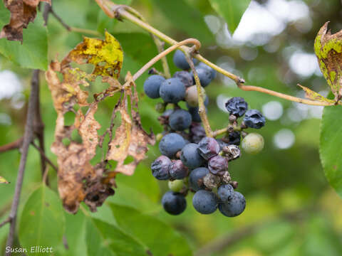 Imagem de Vitis riparia Michx.