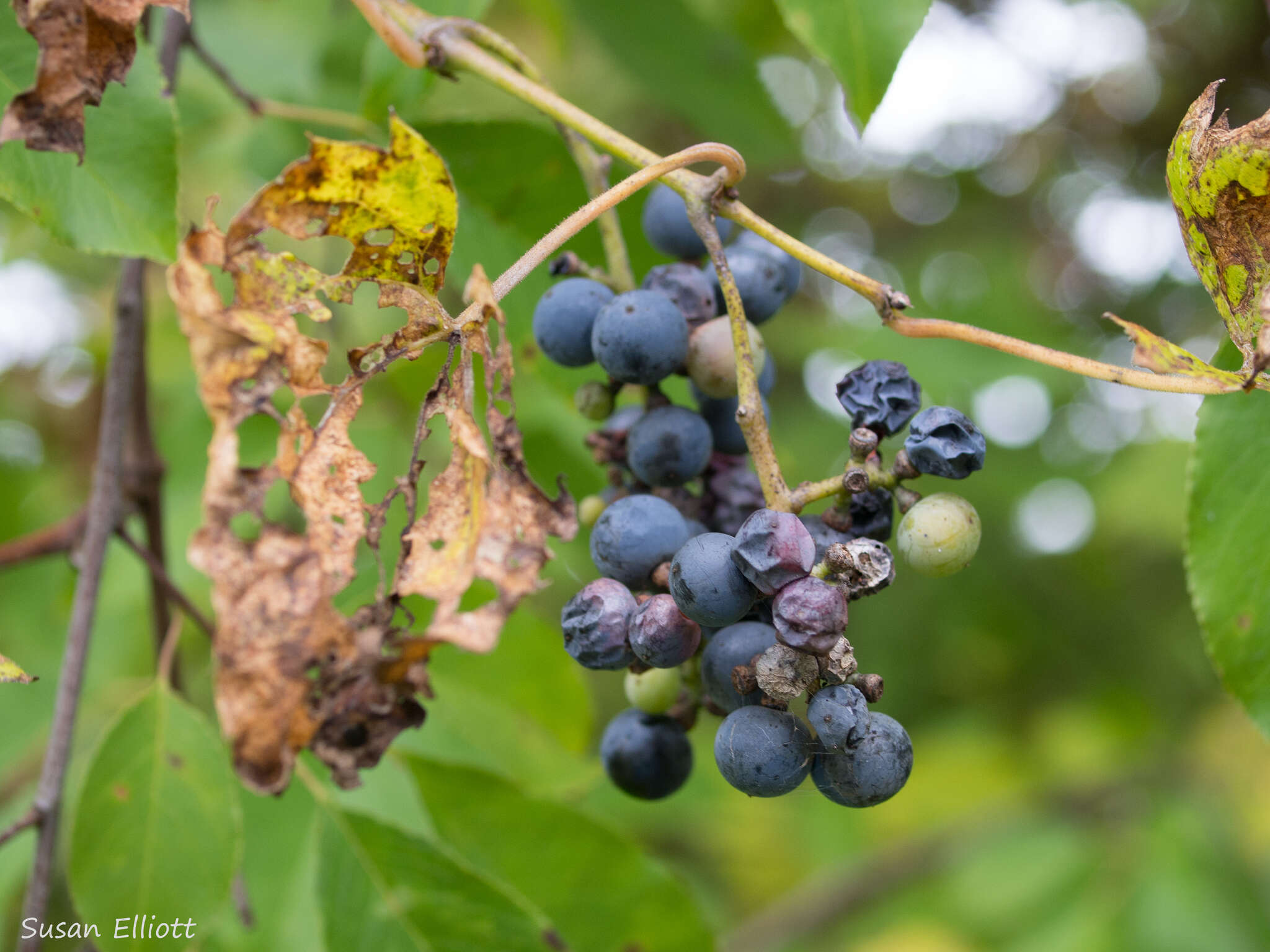 Imagem de Vitis riparia Michx.