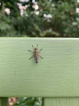 Image of Devon Red-legged Robber Fly