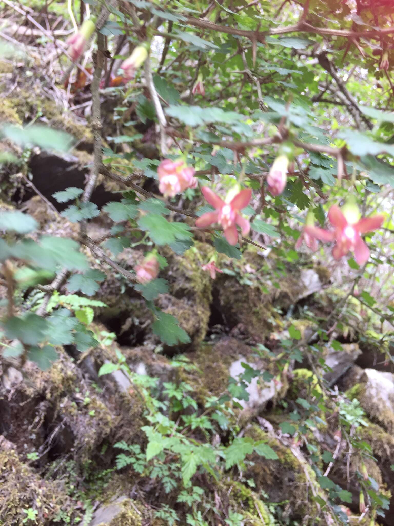 Image of Ribes formosanum Hayata