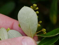 Image of Olearia telmatica Heenan & de Lange