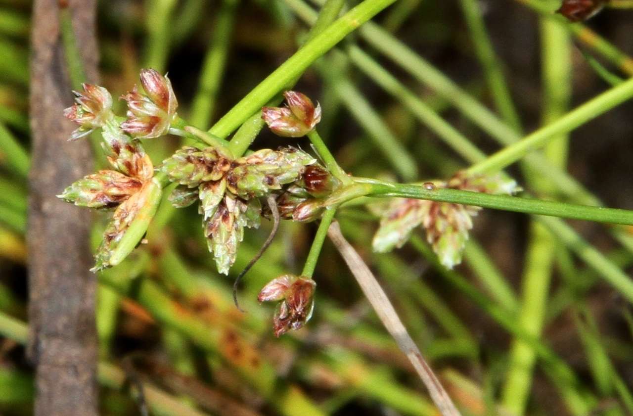 Image de Isolepis inundata R. Br.