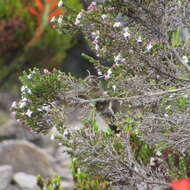 Chalcostigma heteropogon (Boissonneau 1840) resmi