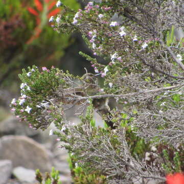 Слика од Chalcostigma heteropogon (Boissonneau 1840)