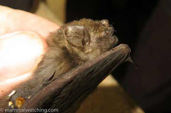 Image of Beatrix Butterfly Bat